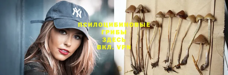 Галлюциногенные грибы MAGIC MUSHROOMS  где продают наркотики  Болотное 